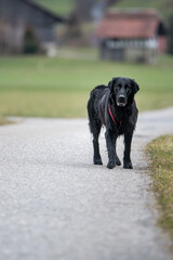 black flatcoated retriever on a stroll