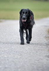 black flatcoated retriever on a stroll