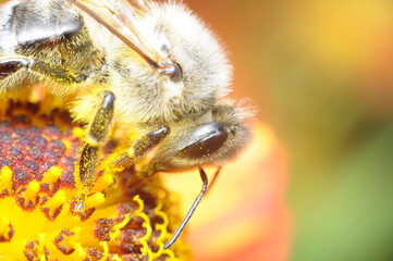 pszczoła makro na kwiatku szukająca pożywienia - nektar, miód z ula