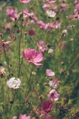 Obraz na płótnie Canvas WIld pink flowers in a garden