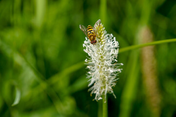 wasp, green blurred background, selective focus, copy space, South of Russia