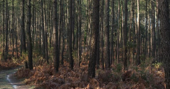 Coniferous trees in the Landes forest. Nouvelle Aquitaine, France.