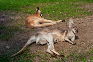 Naklejka na ściany i meble Red Kangaroo Couple