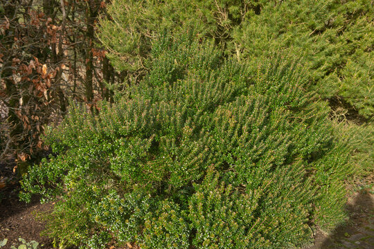 Winter Green Foliage and Pink Flower Buds of the Evergreen Tarentum Myrtle Shrub (Myrtus communis subsp. Tarentina) Growing in a Country Cottage Garden in Rural Devon, England, UK