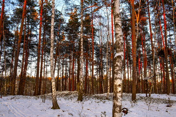 Fototapety na wymiar - Fototapeta24.pl