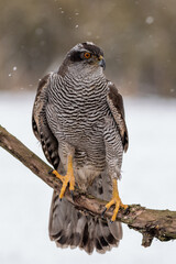 Peregrine Falcon (Falco Peregrinus) Perched on Branch in Front of Pine Trees-Shallow Depth of Field