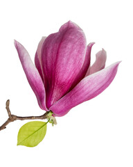 Magnolia liliiflora flower on branch with leaves, Lily magnolia flower isolated on white background, with clipping path