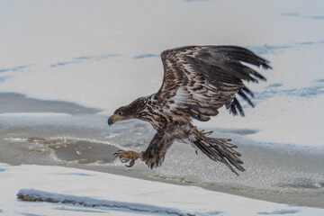 White Tailed Eagle (Haliaeetus albicilla) in flight. Also known as the ern, erne, gray eagle, Eurasian sea eagle and white-tailed sea-eagle. Wings Spread. Poland, Europe. Birds of prey.