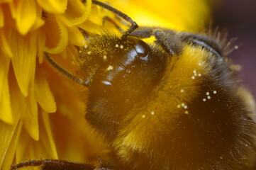 pszczoła makro na kwiatku szukająca pożywienia - nektar, miód z ula - obrazy, fototapety, plakaty