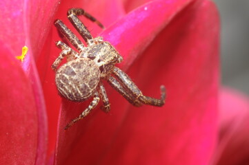 spider web - hunting animal with victim