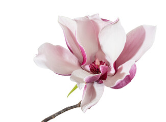Magnolia liliiflora flower on branch with leaves, Lily magnolia flower isolated on white background, with clipping path