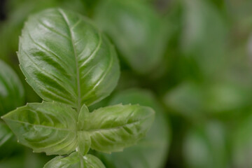 Fresh organic basil leaves,close-up  top view, blurred background