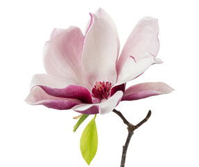 Fototapeta na wymiar Magnolia liliiflora flower on branch with leaves, Lily magnolia flower isolated on white background, with clipping path
