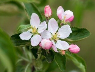 pink and white apple tree flowers on a branch