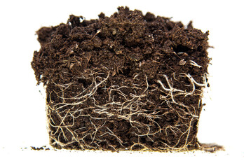 plant root system as background