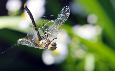 big dragonfly near pond or wet area - beautiful insect with big eyes and wings