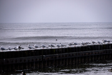 Fototapeta na wymiar seaside landscape of the Baltic Sea on a calm day with a wooden breakwater and seagulls sitting on it