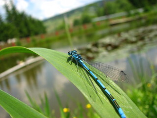 big dragonfly near pond or wet area - beautiful insect with big eyes and wings