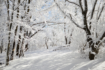 Snowy landscape with trees in the snow. Beautiful wallpaper for your desktop, background, screensaver in white and blue colors.