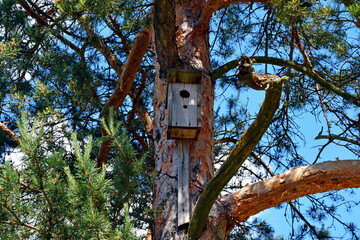 Birdhouse on a tree trunk. Wooden birdhouse for birds. The bird house hangs on a tree. Accommodation for birds. Caring for the world around you.