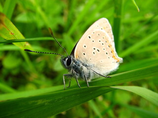 colorful butterfly on the flower, leaf during eat looking for honey from nectar