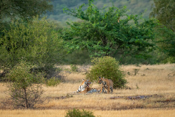 angry mother or female tiger showing anger with her face on playful cub in natural green scenic landscape of ranthambore national park or tiger reserve rajasthan india - panthera tigris tigris