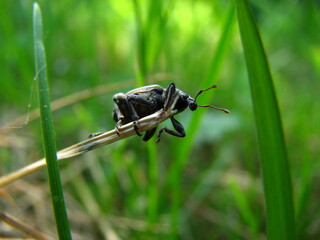 owad - chrabąszcz na liściu w ogrodzie 