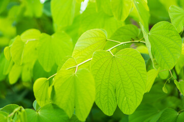 Fototapeta na wymiar Fresh Bauhinia purpurea bud and leaves.