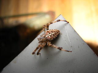 spider web and trap for other insects, small animal - Garden, Cross or Araneus spider