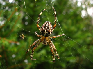 spider web and trap for other insects, small animal - Garden, Cross or Araneus spider