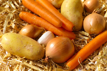 Prepared raw soup vegetables spread decoratively in the straw, namely potatoes, carrots, onions and garlic