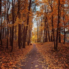 Foto op Canvas herfst in het bos © jonas