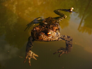 Żaba w kałuży błota