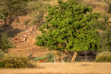 loving and caring mother or female tiger with her playful cubs in scenic landscape of ranthambore...