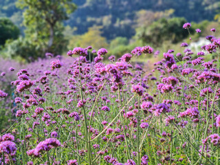 Obraz premium A beautiful purple flower field fills the area.