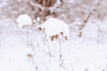 old withered field flower in winter snowy day in the meadow in closeup