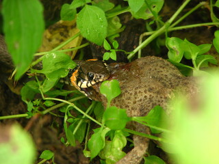zaskroniec, wąż zjadający żabę - polowanie zwierząt