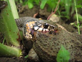 Fototapeta zaskroniec, wąż zjadający żabę - polowanie zwierząt obraz