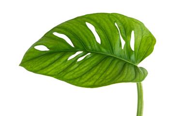 Monstera obliqua leaves, Tropical foliage isolated on white background, with clipping path