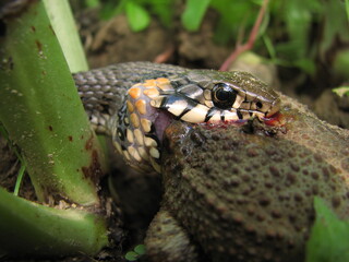 zaskroniec, wąż zjadający żabę - polowanie zwierząt