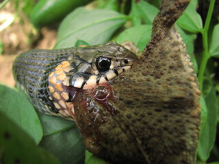 Fototapeta zaskroniec, wąż zjadający żabę - polowanie zwierząt obraz