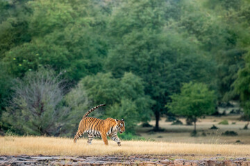 wild bengal tiger on stroll with tail up for territory marking in natural green scenic landscape background at Ranthambore National Park or Tiger Reserve Rajasthan India - panthera tigris tigris