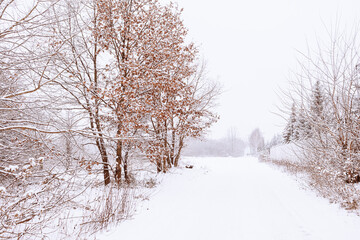  winter natural landscape with snow-covered trees in the forest and a narrow path