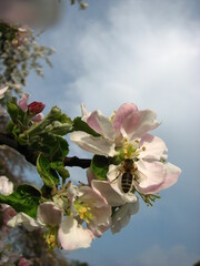 pszczoła, osa lub bąk na kwiatku czerpiący nektar, wytwarzający miód - zdjęcie makro