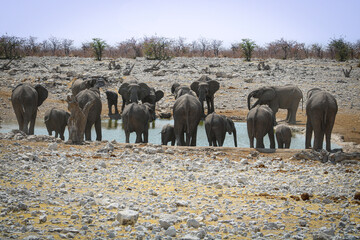 Elephants standing at a water whole