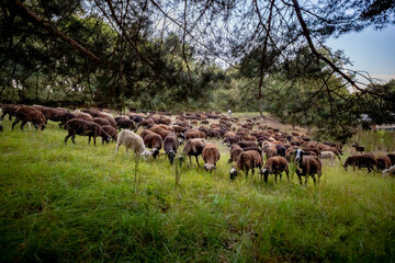 Sheeps group on a meadow with green grass. Flock of sheep in summer background.