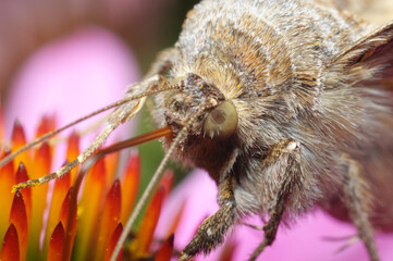 colorful butterfly on the flower, leaf during eat looking for honey from nectar