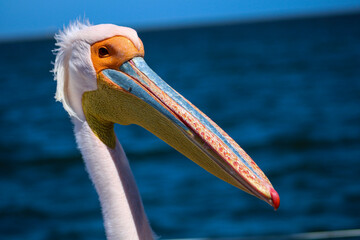 close up of a pelican