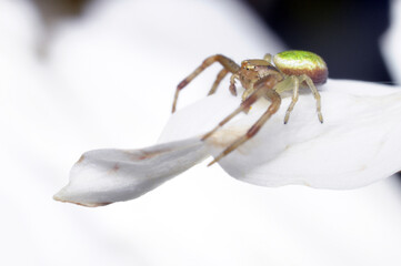 spider web and trap for other insects, small animal - Garden, Cross or Araneus spider