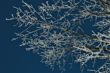 Icy treebranches against a clear blue sky